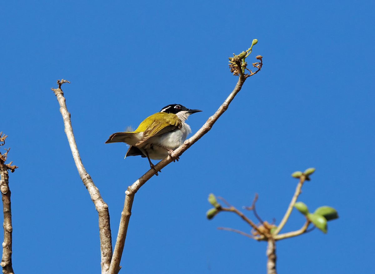 White-throated Honeyeater - ML622835174