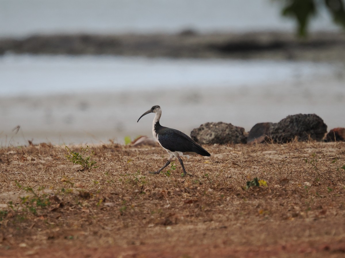 Straw-necked Ibis - ML622835178