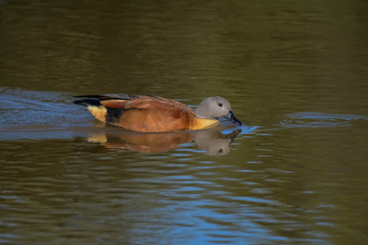 South African Shelduck - ML622835218