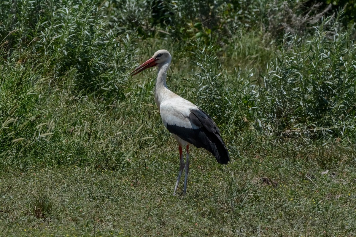 White Stork - ML622835226