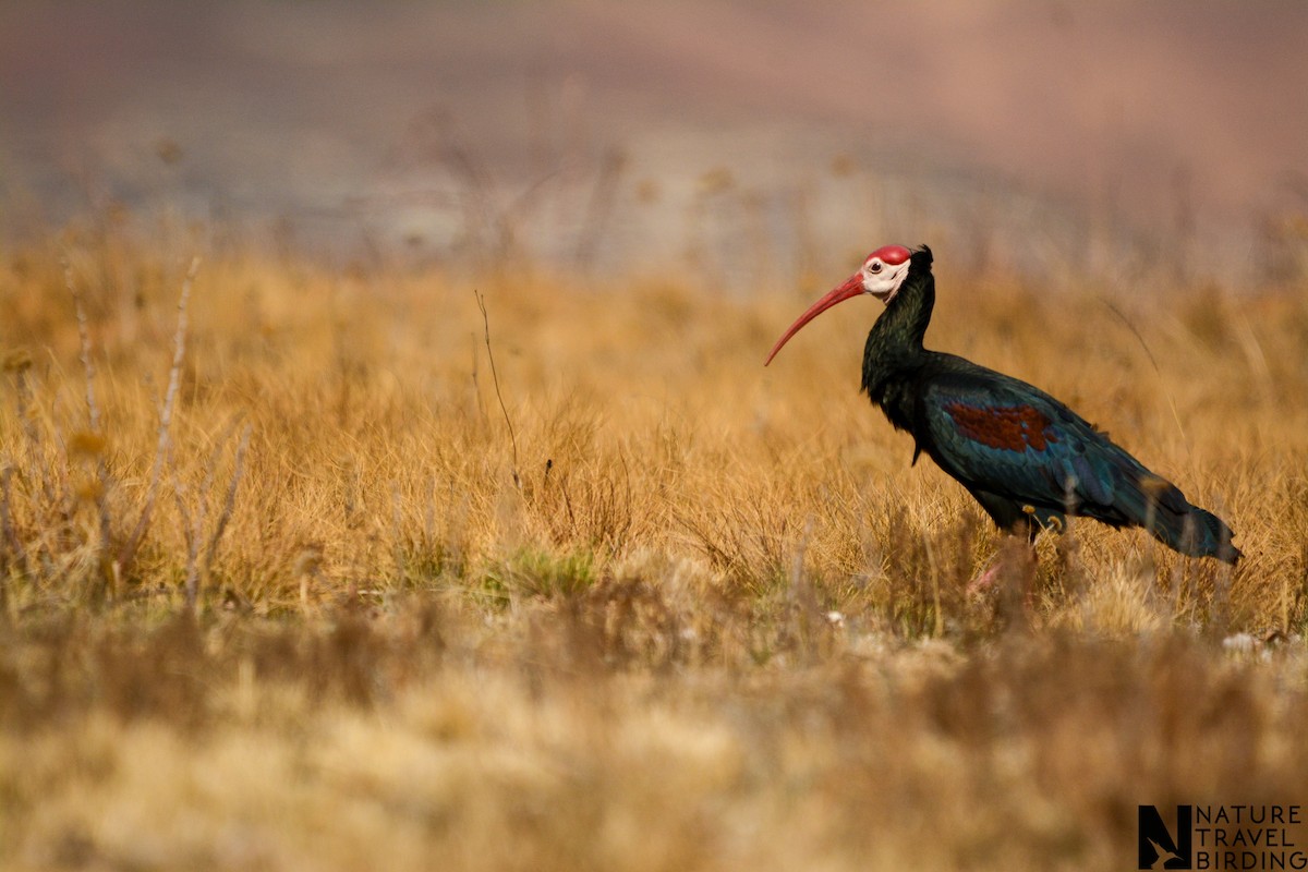 Southern Bald Ibis - ML622835233