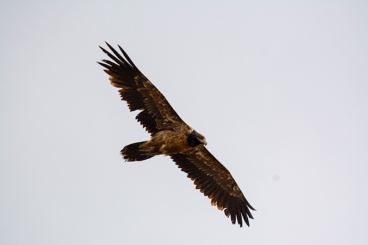 Bearded Vulture - ML622835239