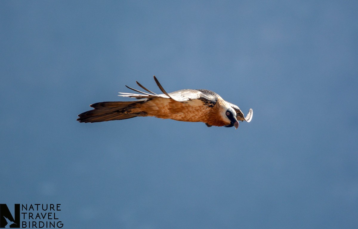 Bearded Vulture - ML622835240