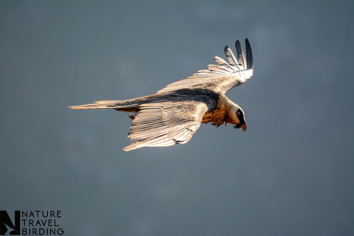 Bearded Vulture - ML622835241