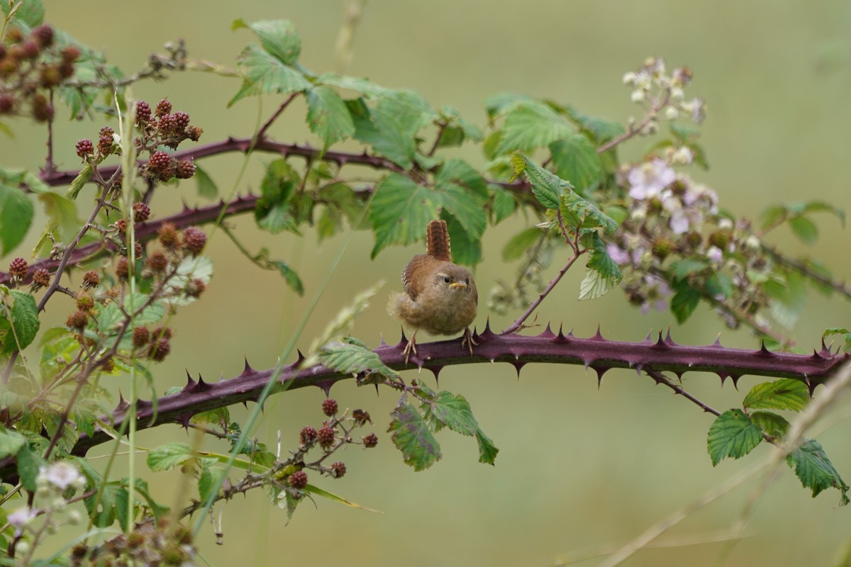 Eurasian Wren - ML622835242