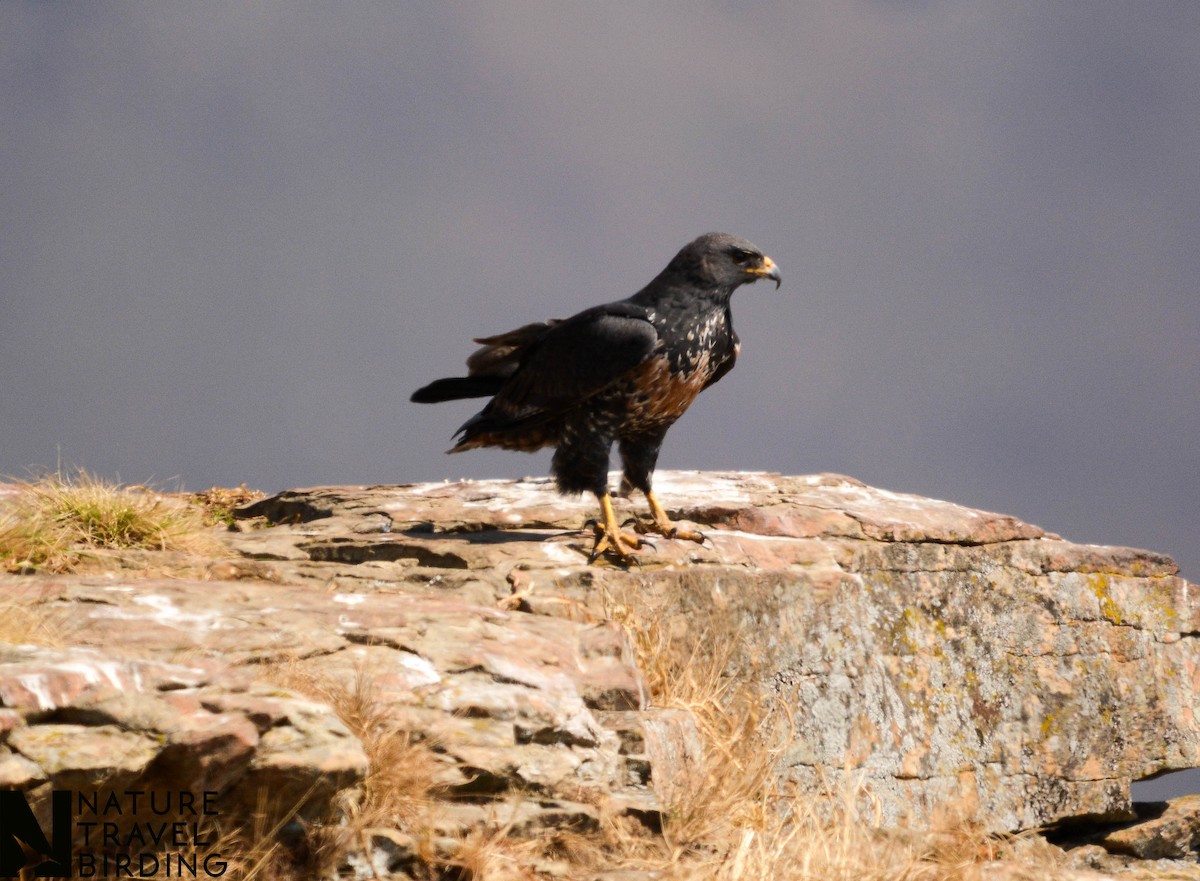 Jackal Buzzard - ML622835248