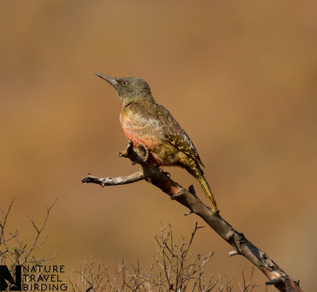 Ground Woodpecker - ML622835250