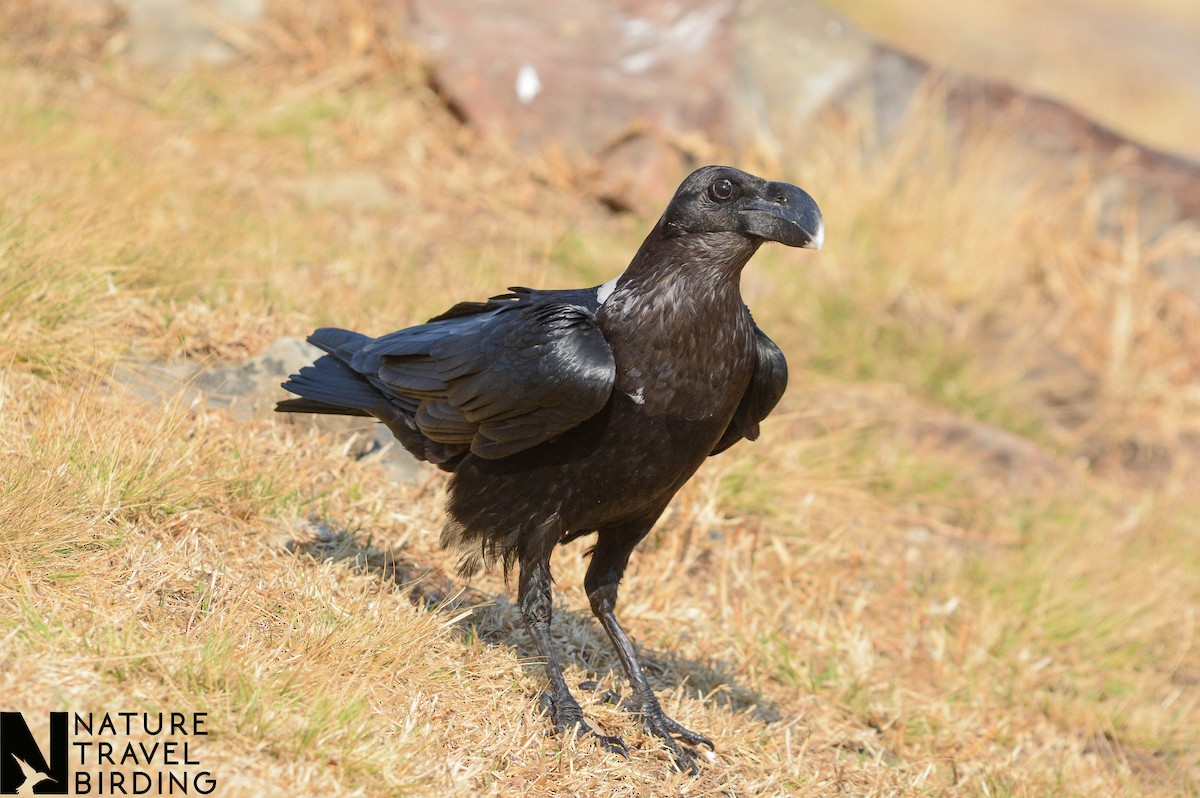 White-necked Raven - ML622835260