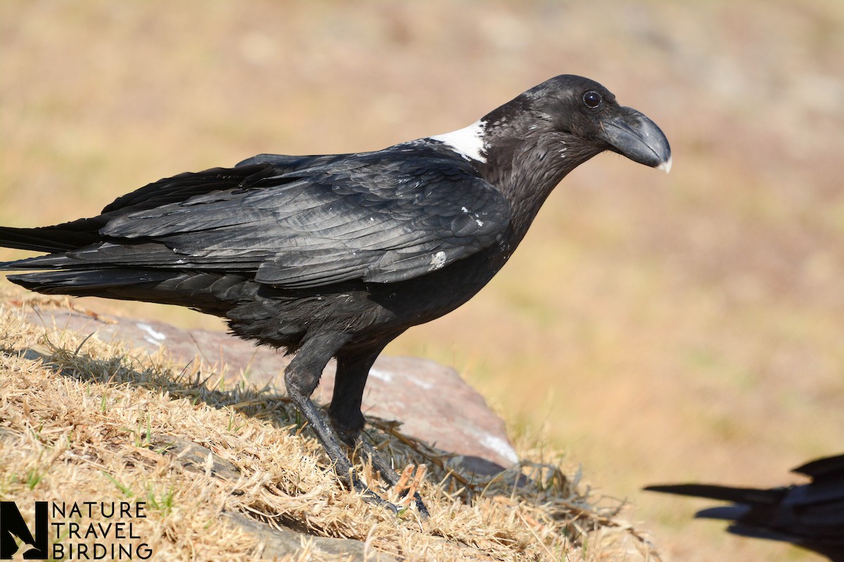 White-necked Raven - Marc Cronje- Nature Travel Birding