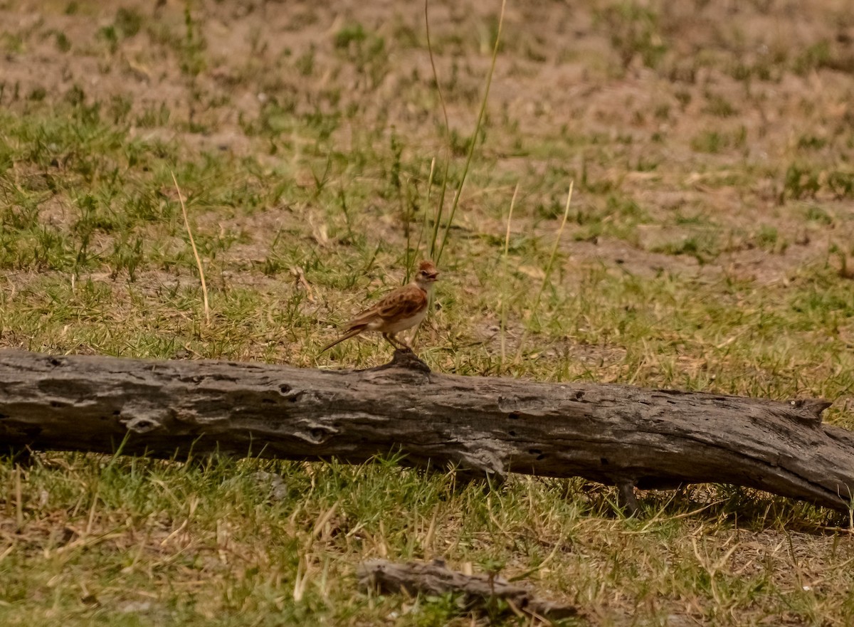 Red-capped Lark - ML622835265