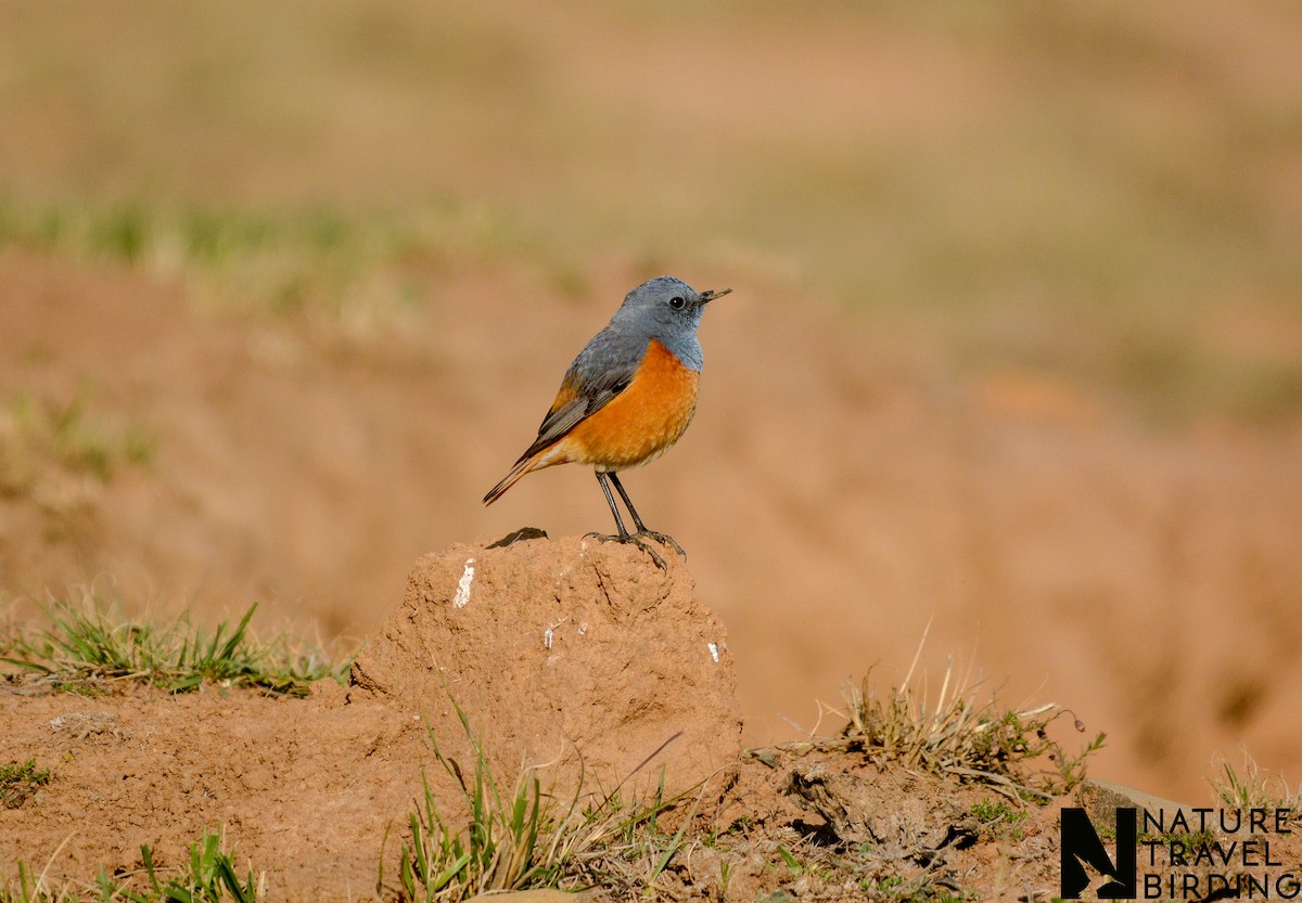 Sentinel Rock-Thrush - ML622835274