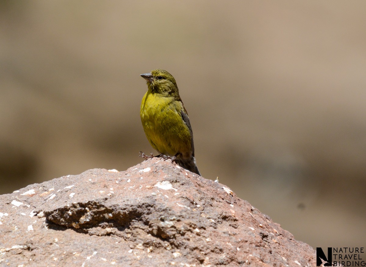 Drakensberg Siskin - ML622835277