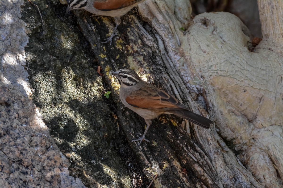 Cape Bunting - Marc Cronje- Nature Travel Birding