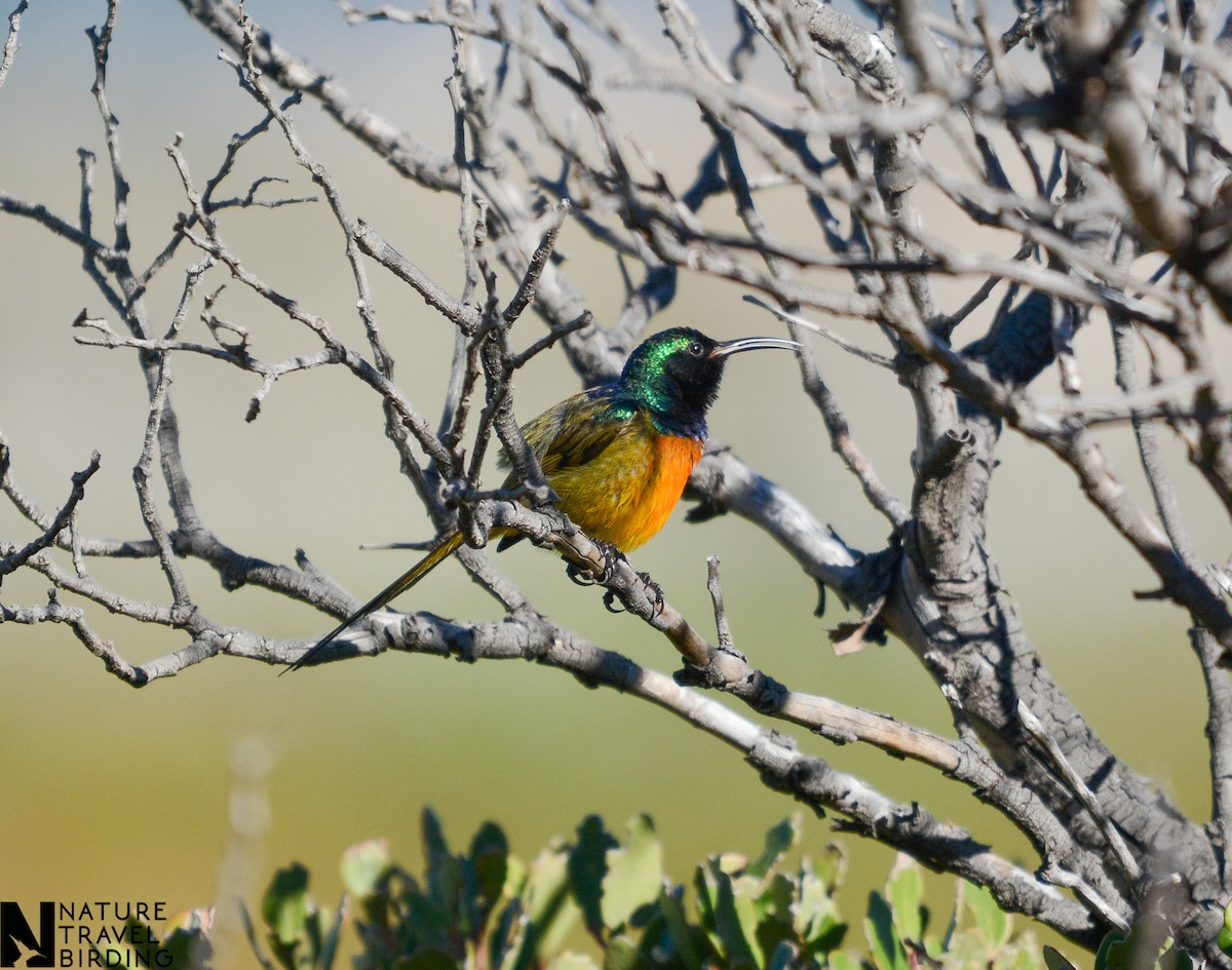 Orange-breasted Sunbird - ML622835320