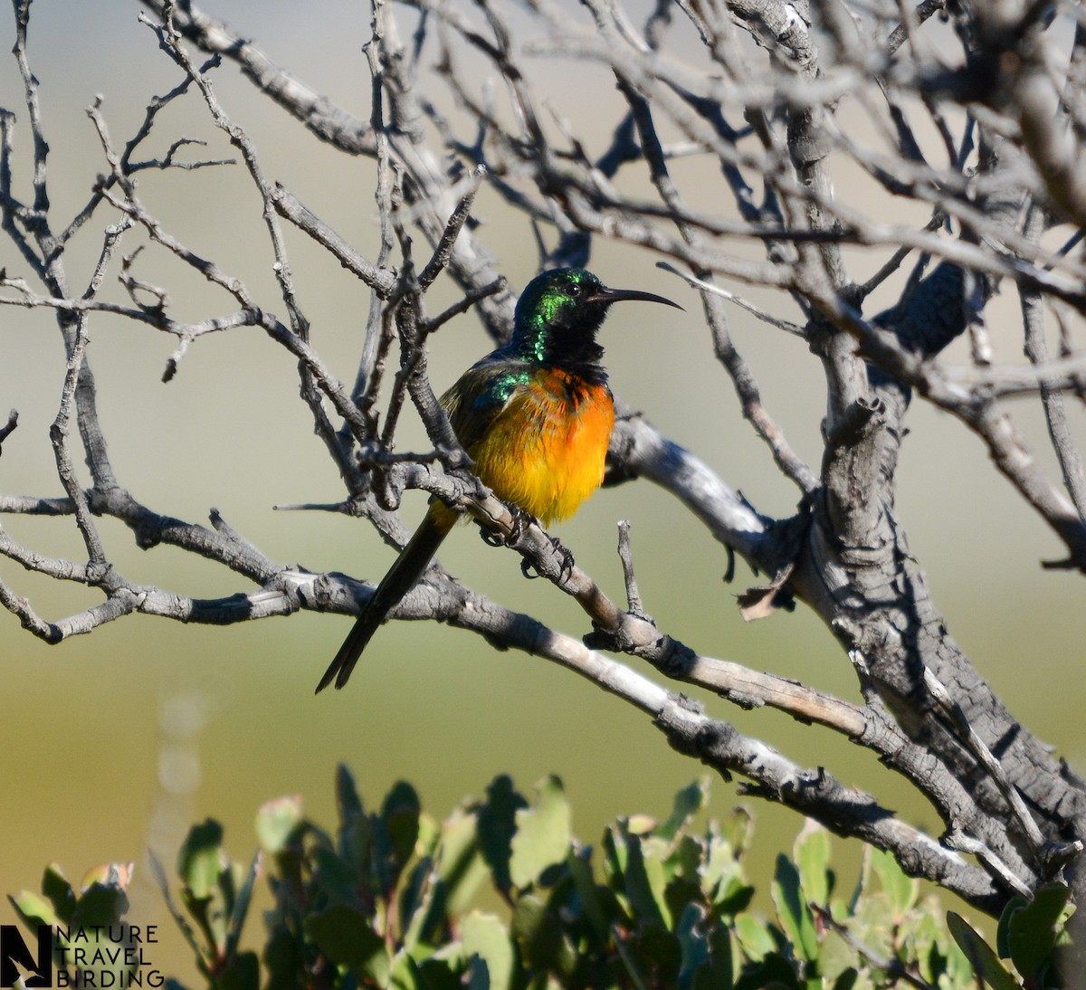 Orange-breasted Sunbird - ML622835321