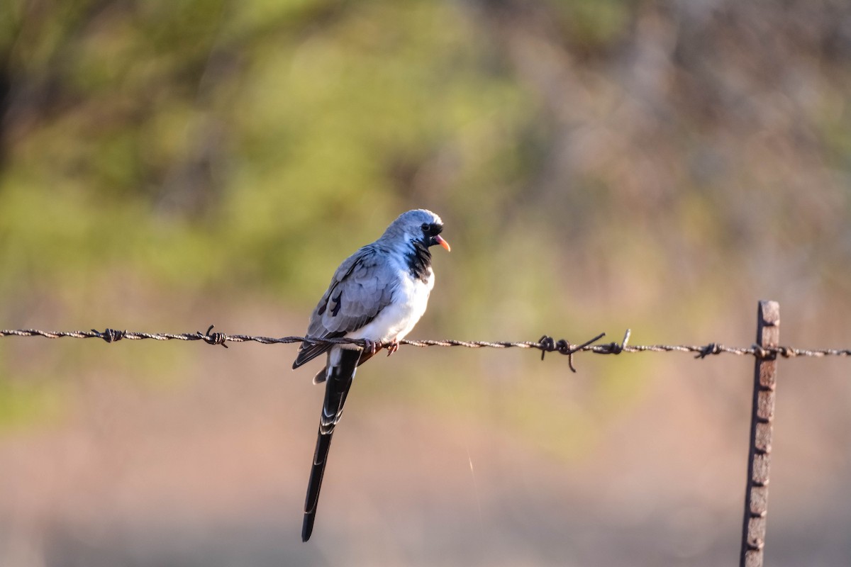 Namaqua Dove - ML622835339