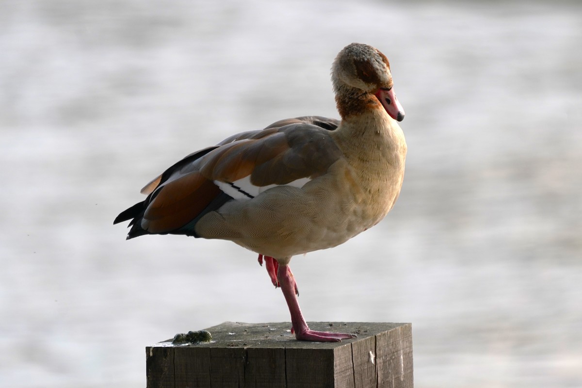 Egyptian Goose - ML622835412