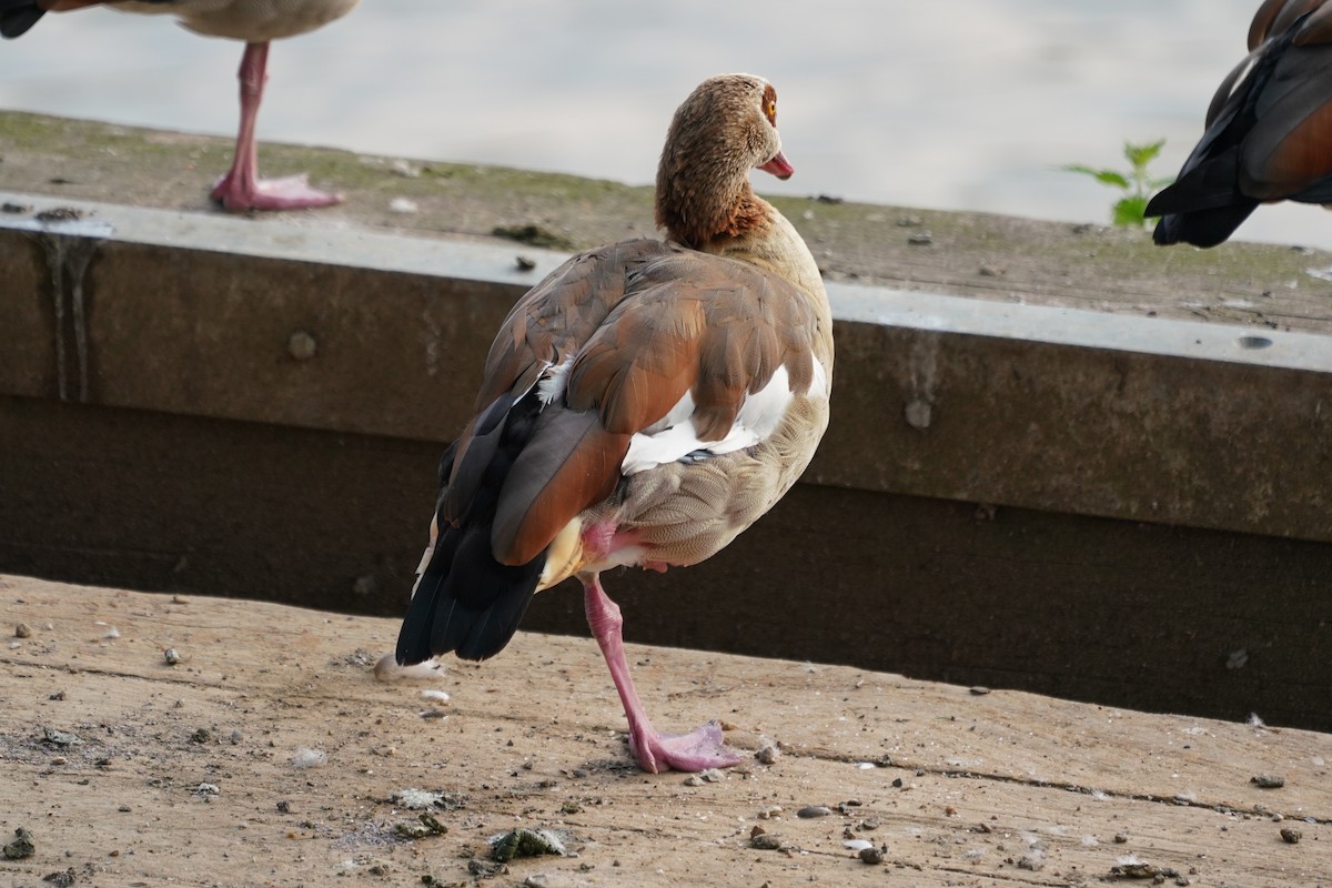 Egyptian Goose - ML622835414