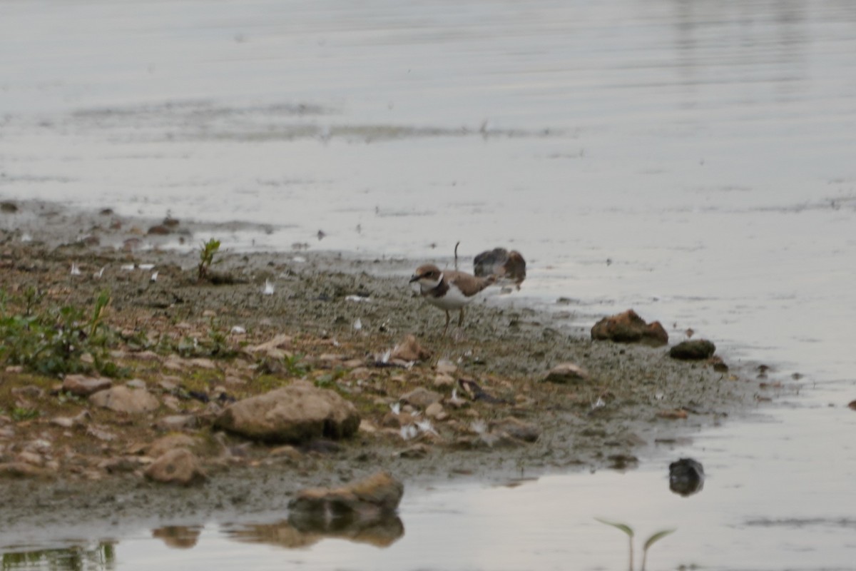 Little Ringed Plover - ML622835438