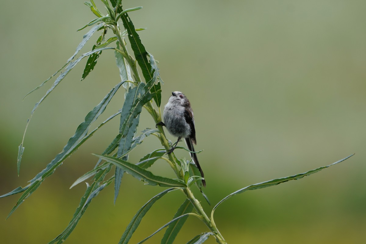 Long-tailed Tit - ML622835441