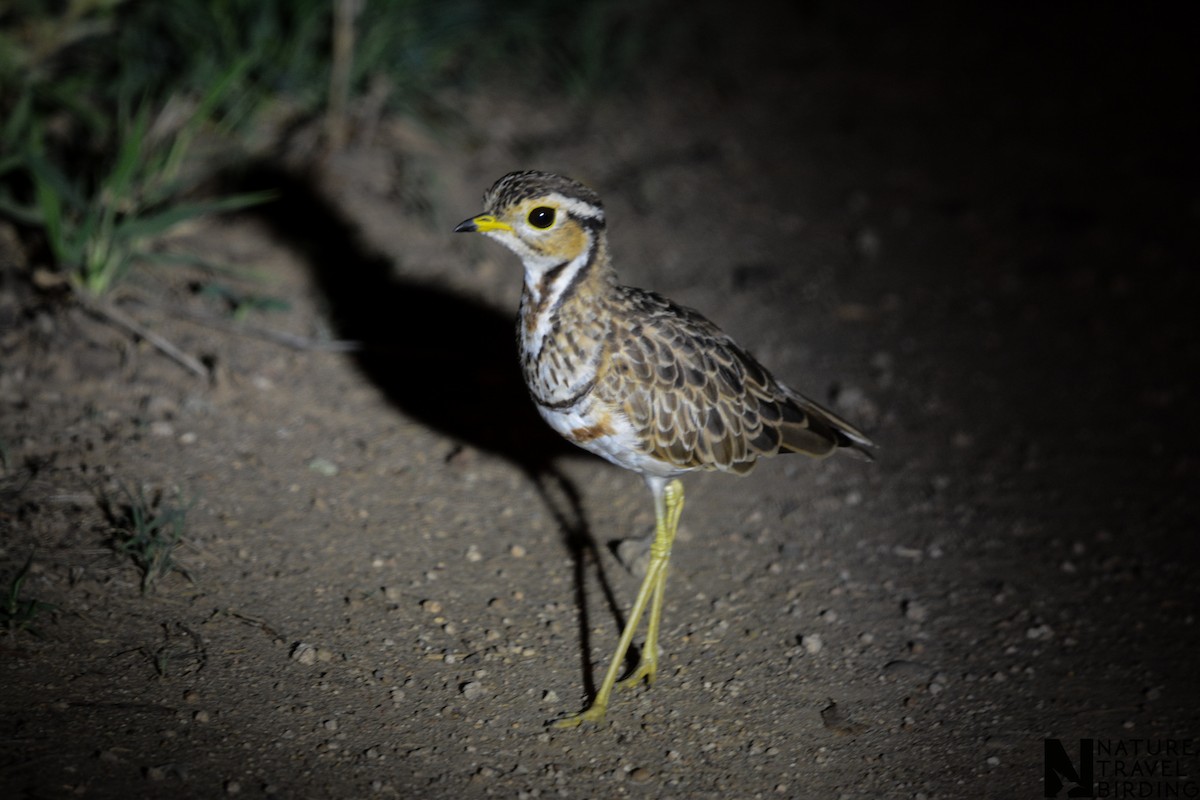 Three-banded Courser - ML622835444