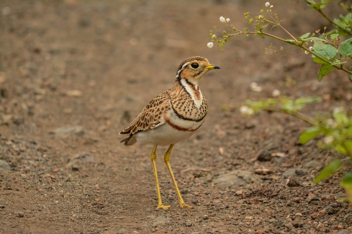 Three-banded Courser - Marc Cronje- Nature Travel Birding