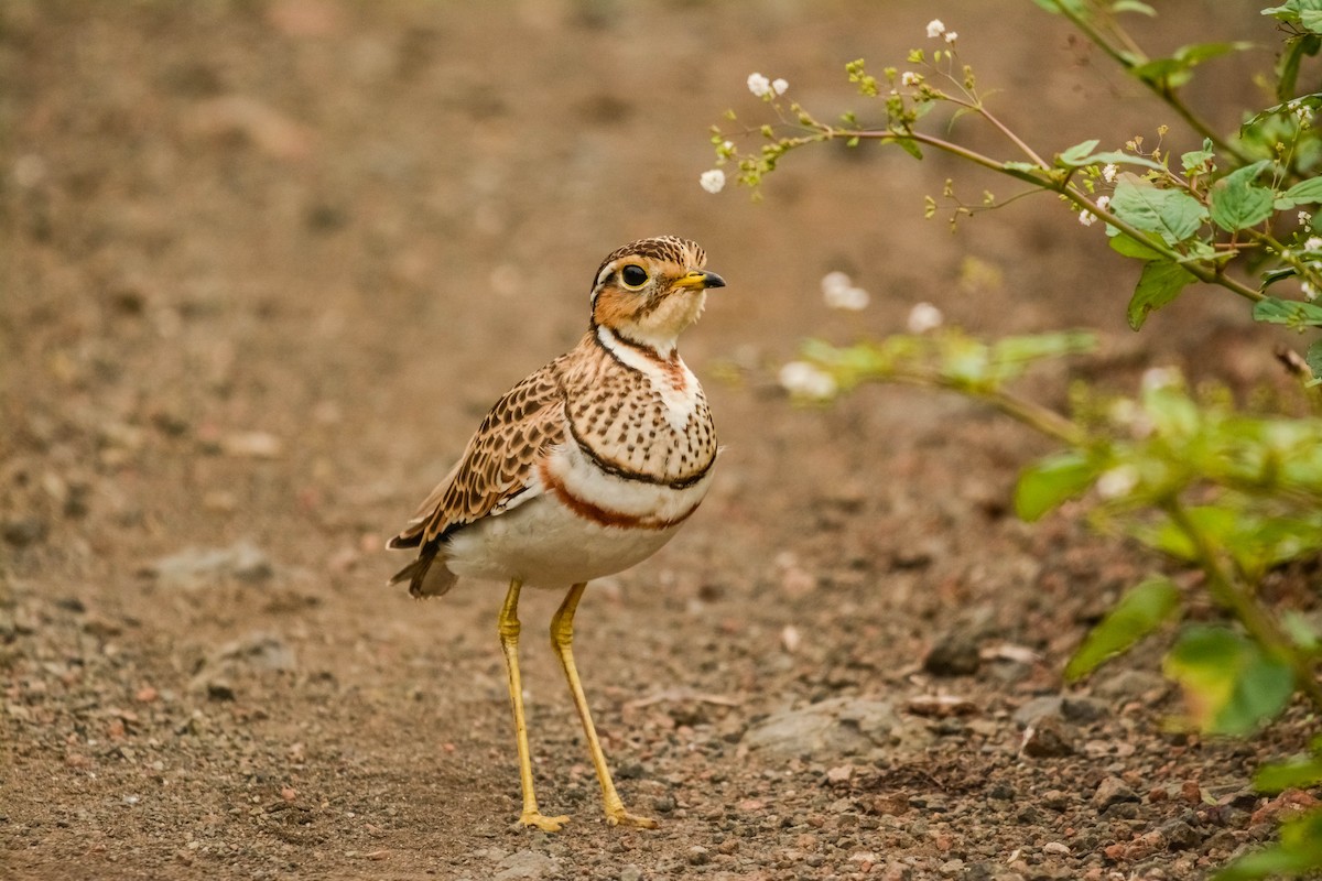 Three-banded Courser - ML622835446