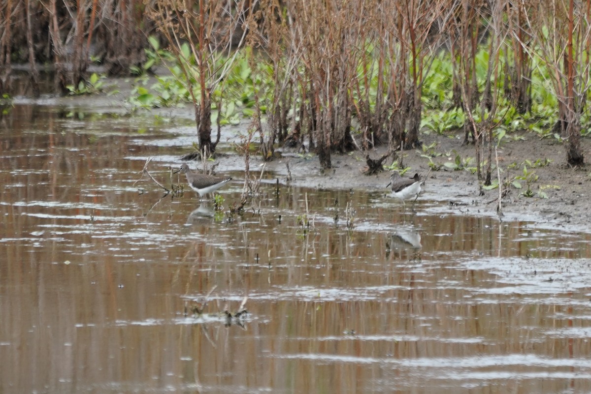 Green Sandpiper - ML622835449