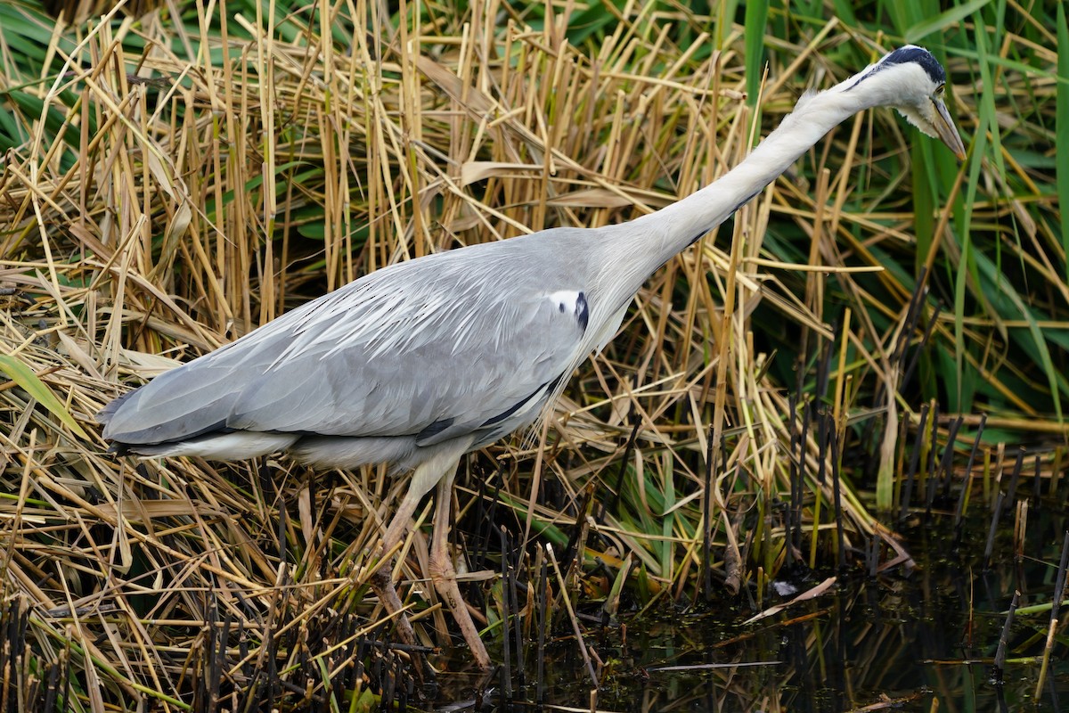 Gray Heron - ML622835453