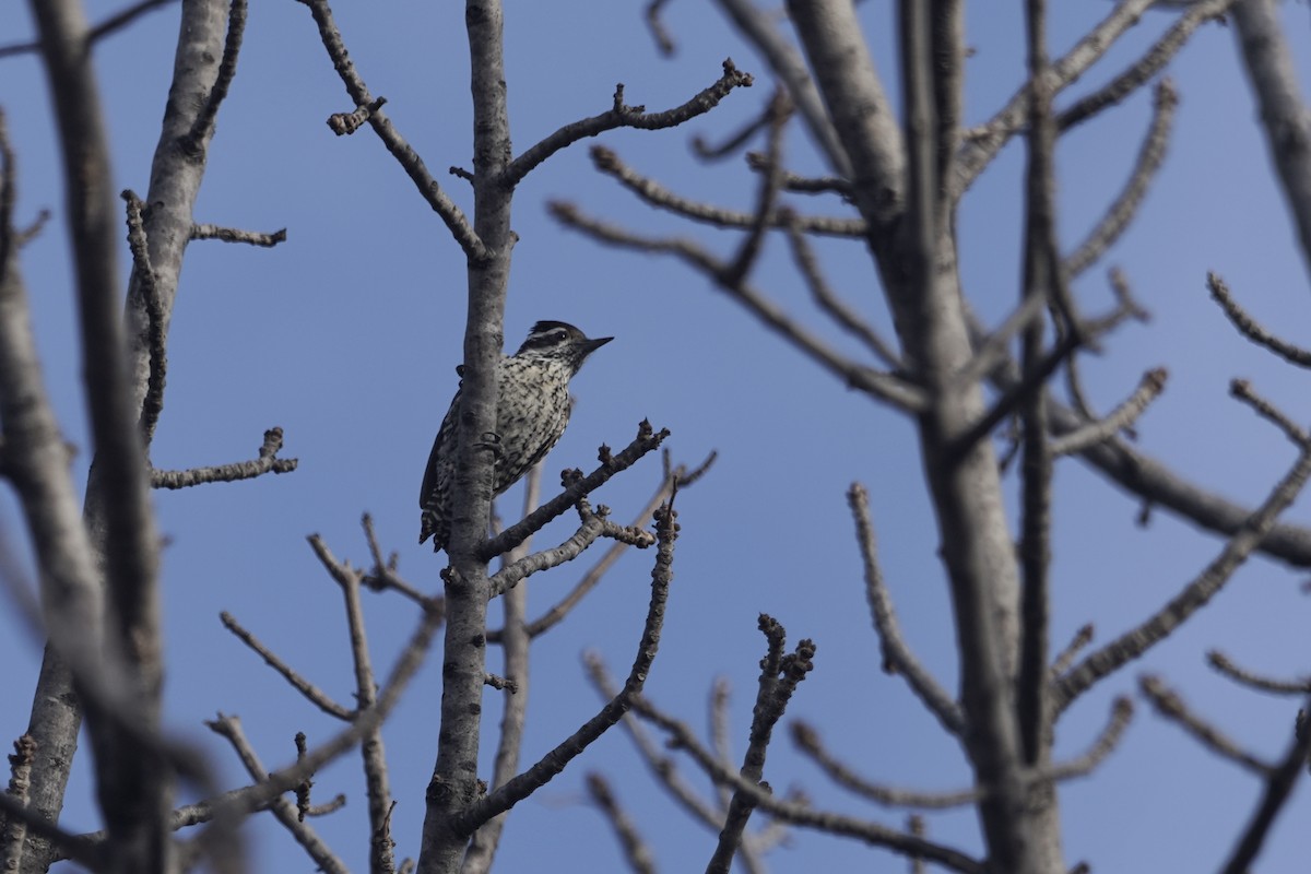 Checkered Woodpecker - Francisco Edgardo Pereyra