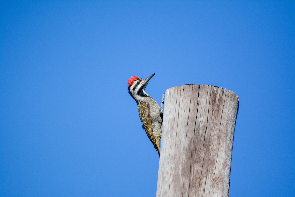 Bearded Woodpecker - Marc Cronje- Nature Travel Birding