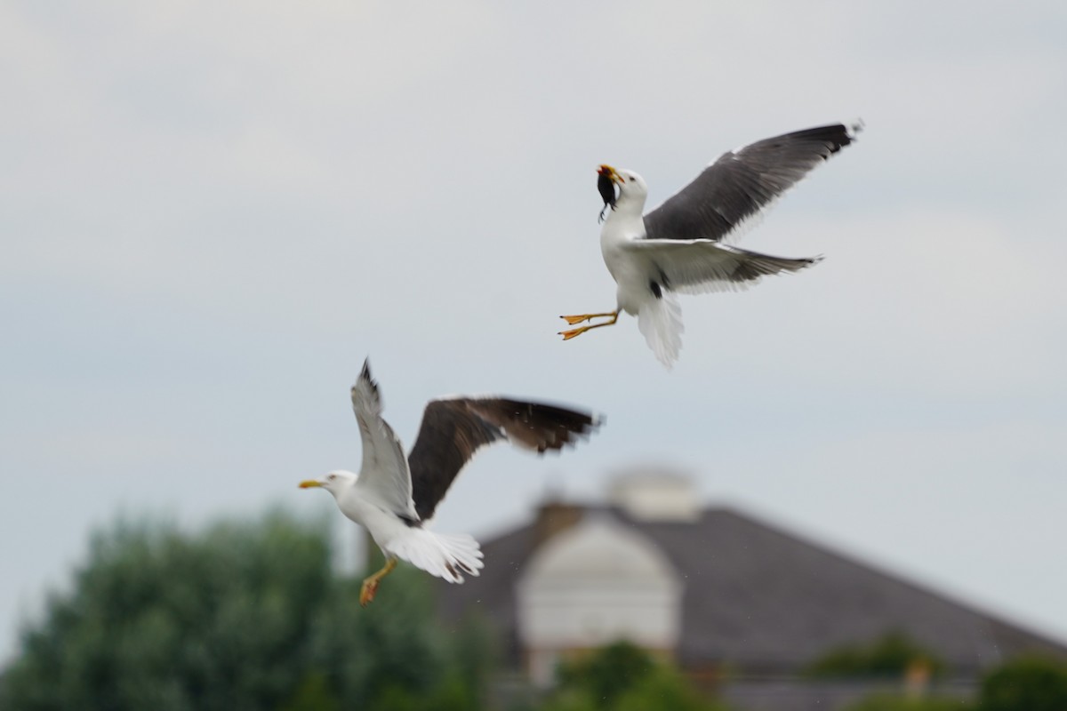 Lesser Black-backed Gull - Daniel Traub