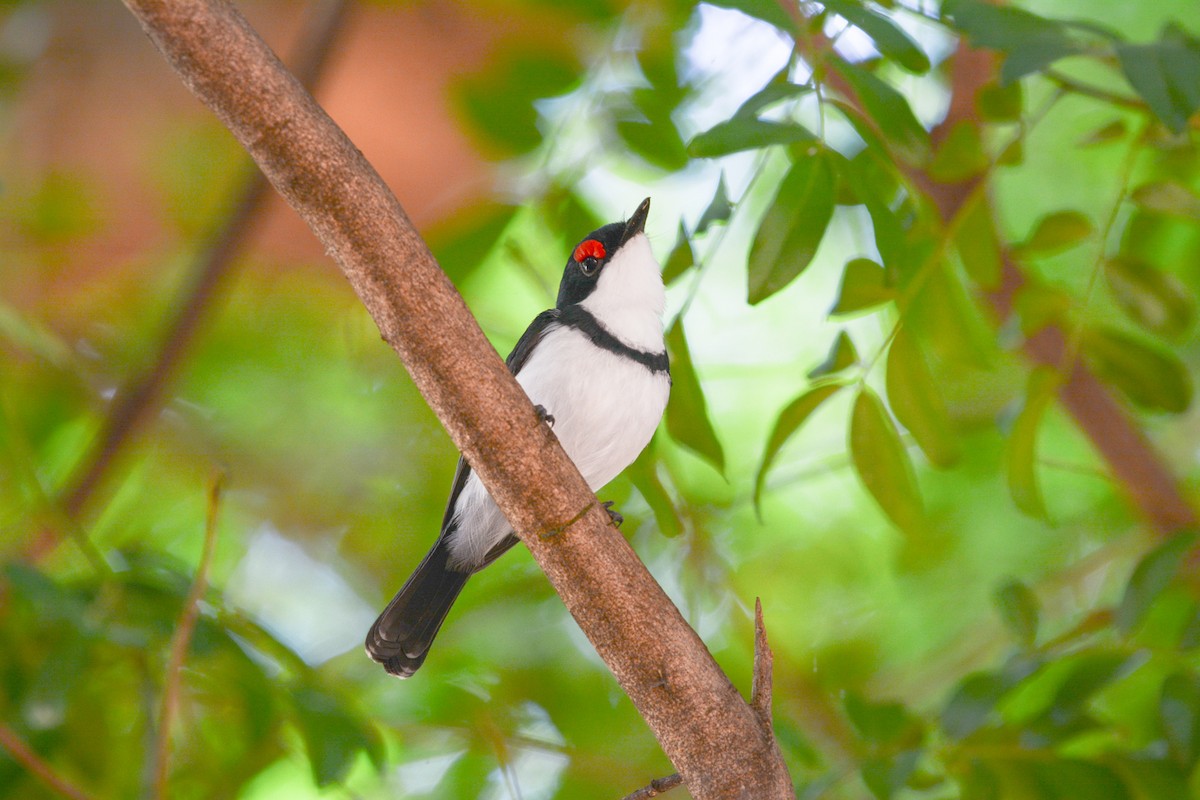 Black-throated Wattle-eye - ML622835483