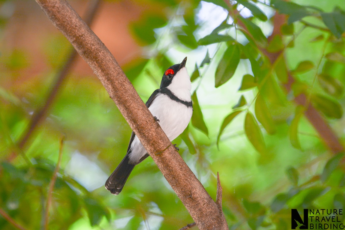 Black-throated Wattle-eye - ML622835484