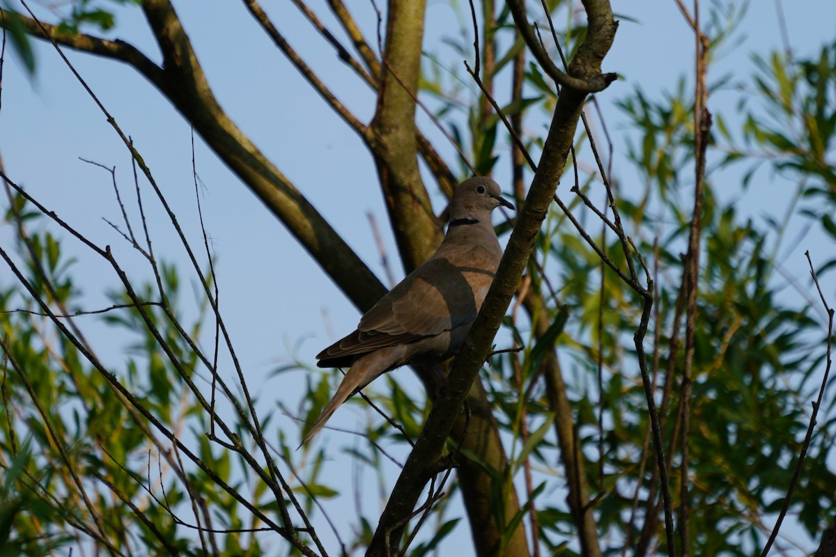 Eurasian Collared-Dove - ML622835487