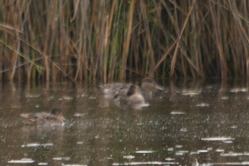 Eurasian Wigeon - ML622835528