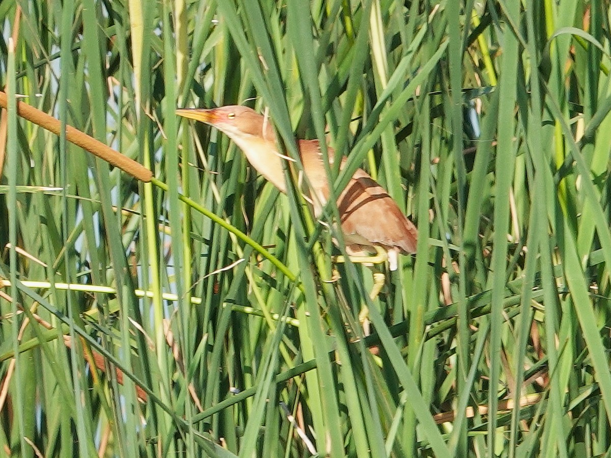 Cinnamon Bittern - ML622835538