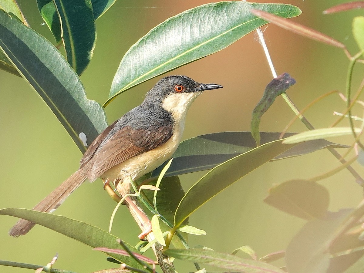 Ashy Prinia - ML622835558