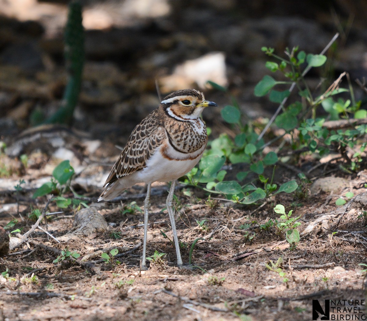 Three-banded Courser - ML622835603