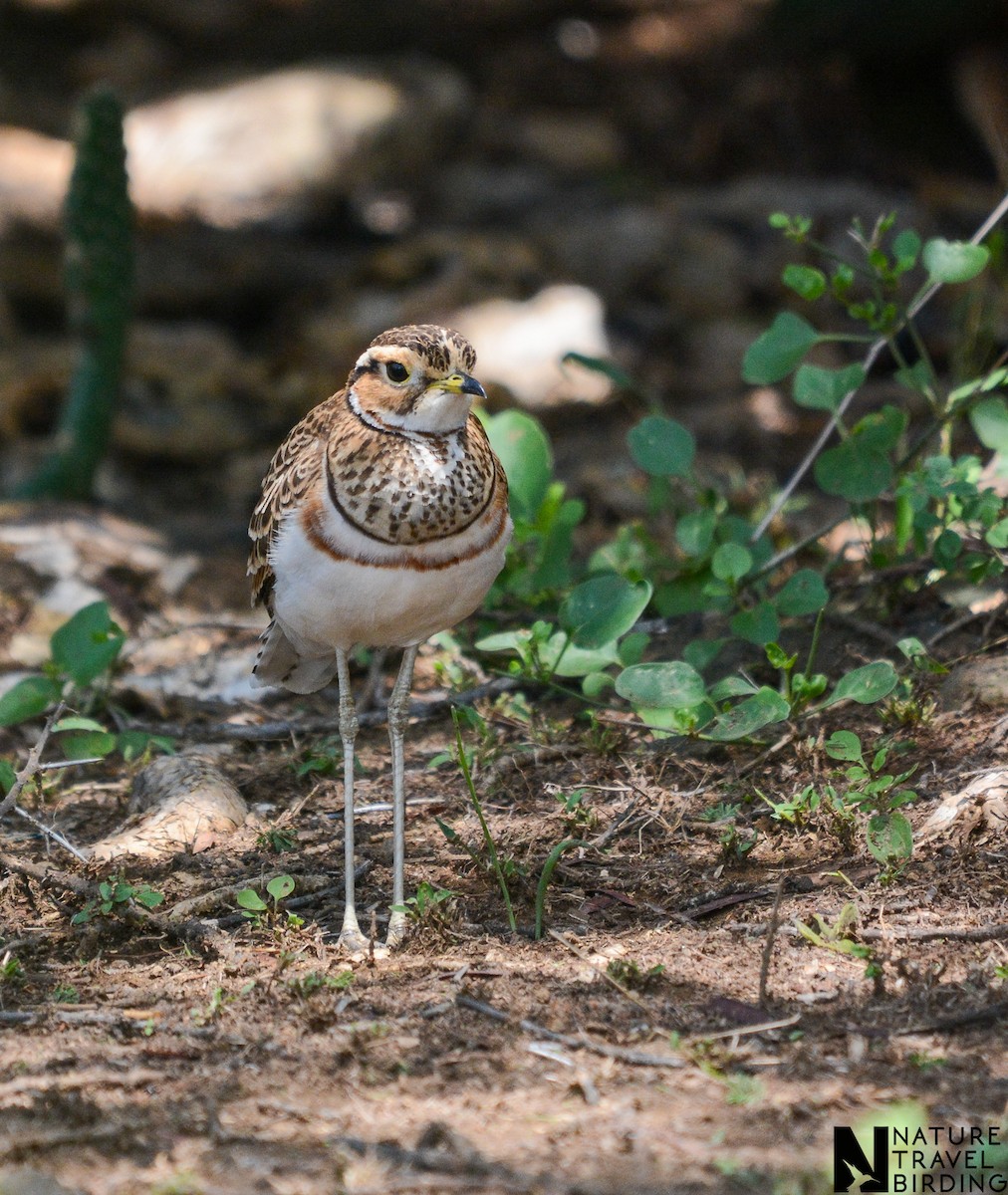 Three-banded Courser - ML622835604