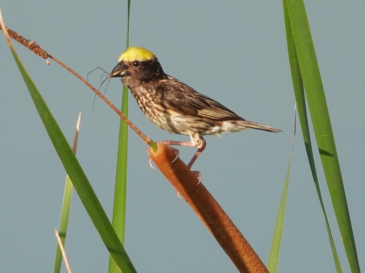 Streaked Weaver - ML622835606