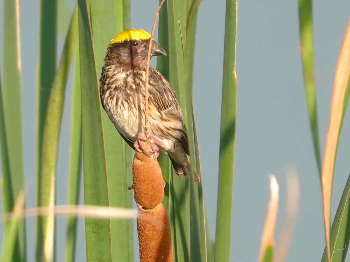 Streaked Weaver - ML622835607