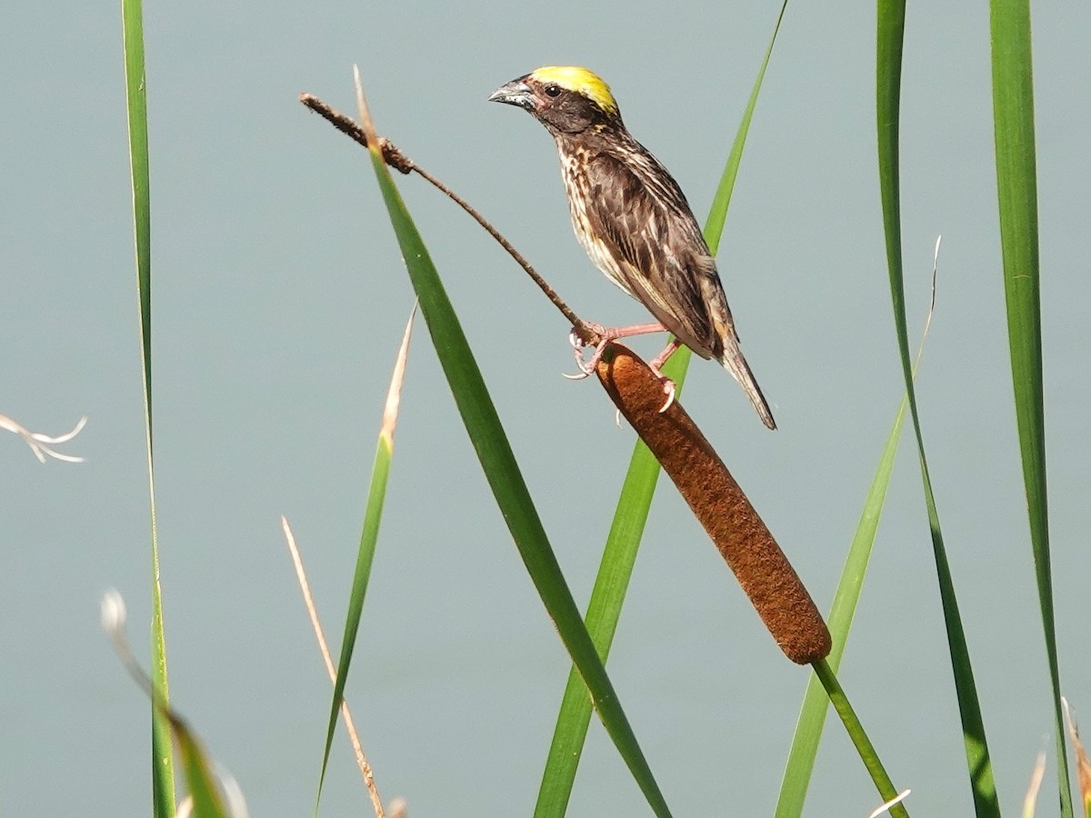 Streaked Weaver - ML622835608