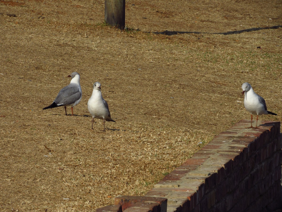 Gray-hooded Gull - Eric Ray