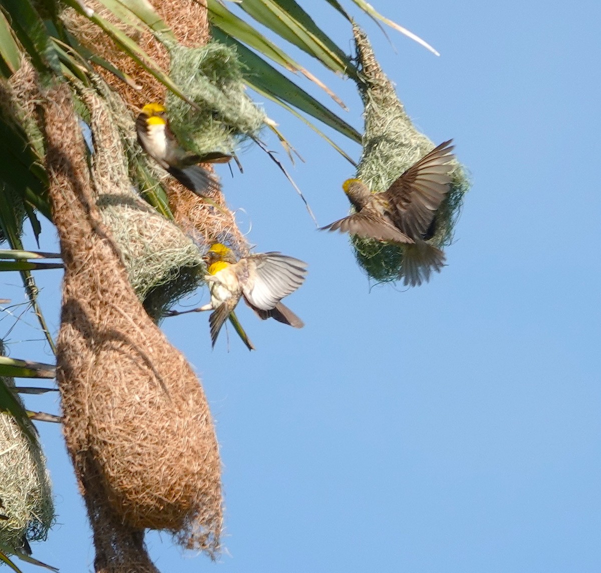 Baya Weaver - Kumar R N