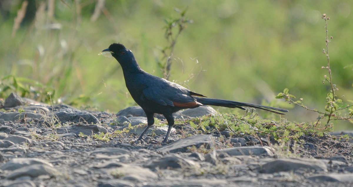 Bristle-crowned Starling - ML622835650