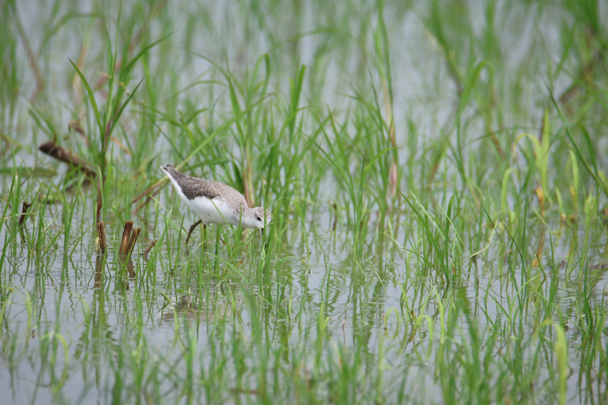 Marsh Sandpiper - Che-Lun Chang