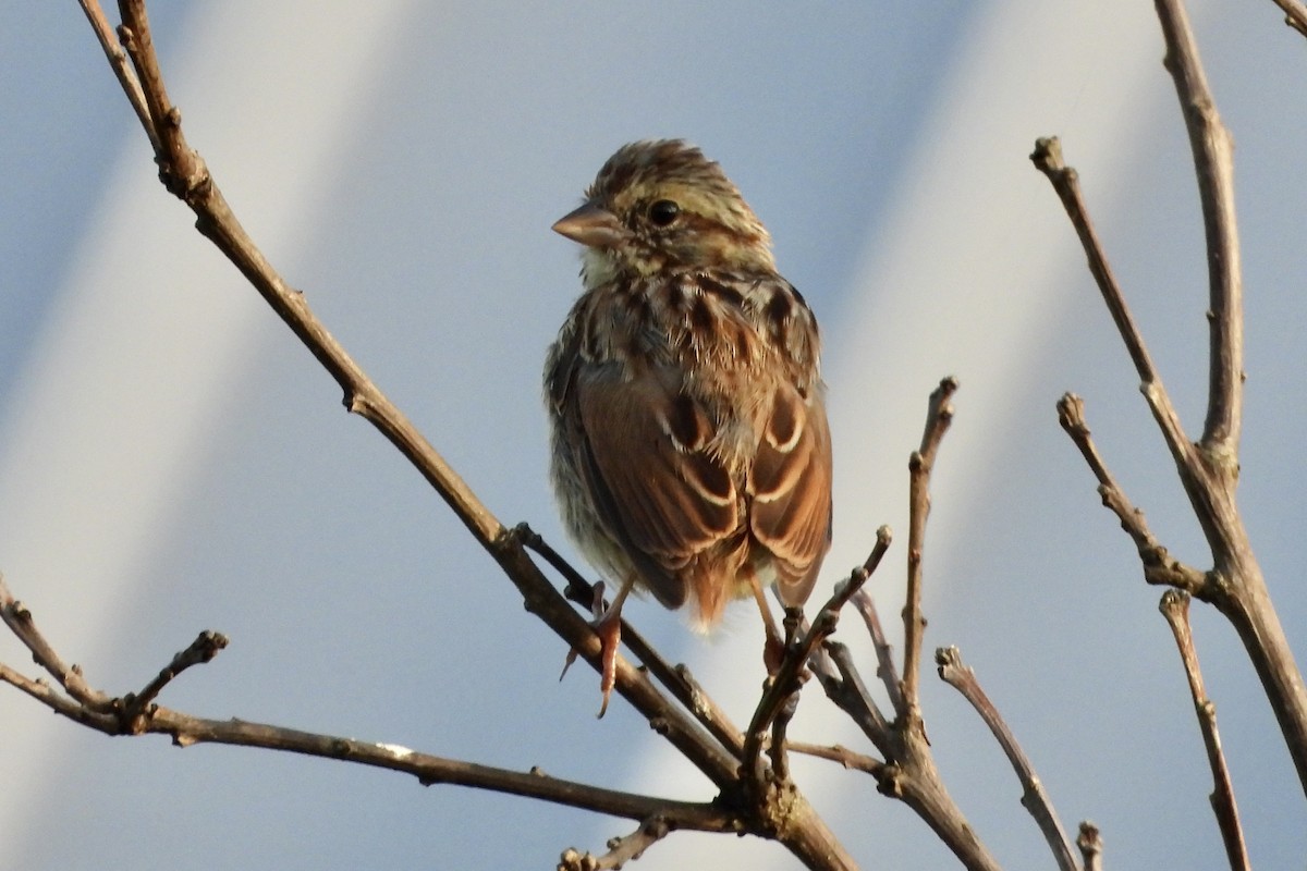 Song Sparrow - Carolyn Lueck