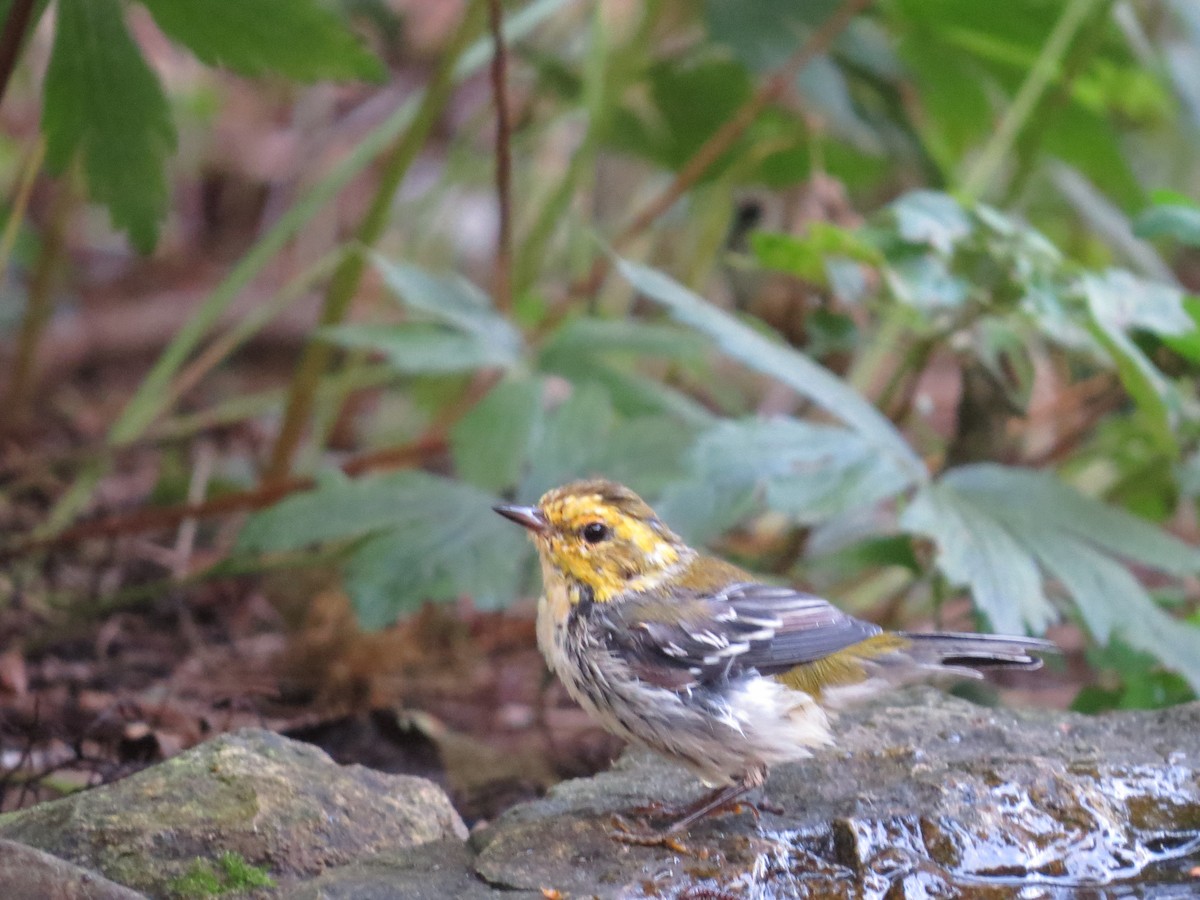 Black-throated Green Warbler - Ross Mueller