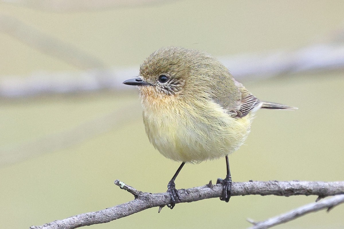 Yellow Thornbill - Sam Zhang